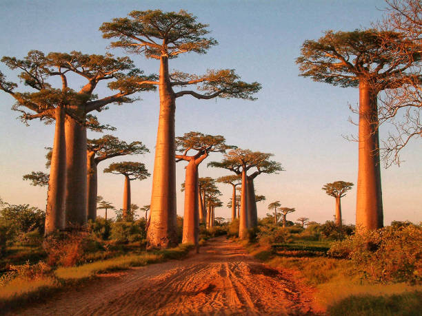 Baobabs
