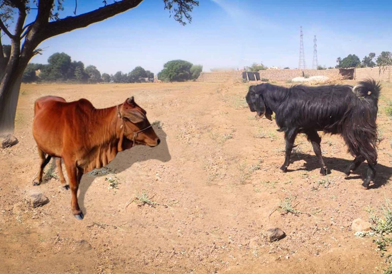 Cow and mutton