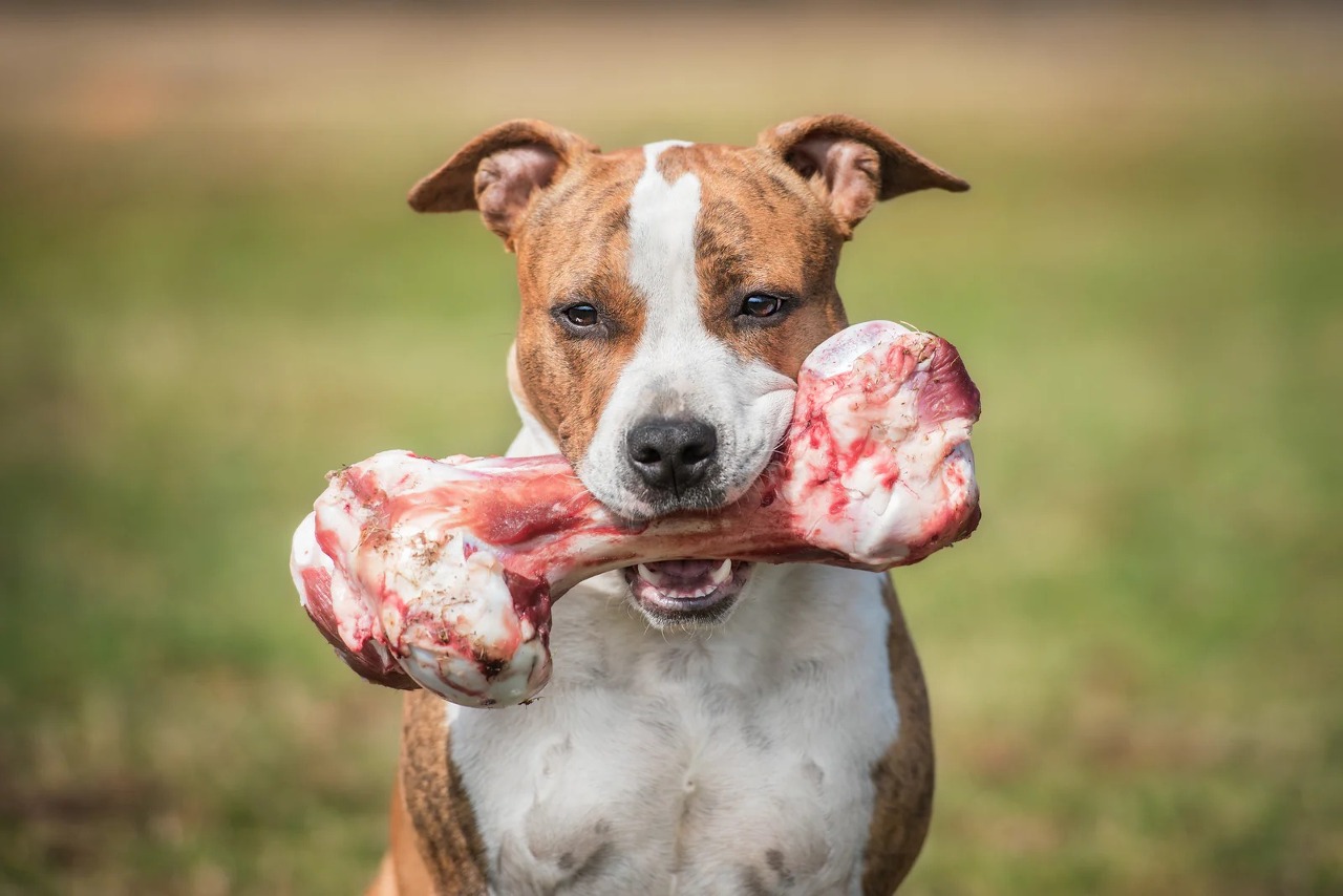 Chews