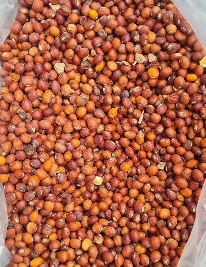 Pigeon Pea